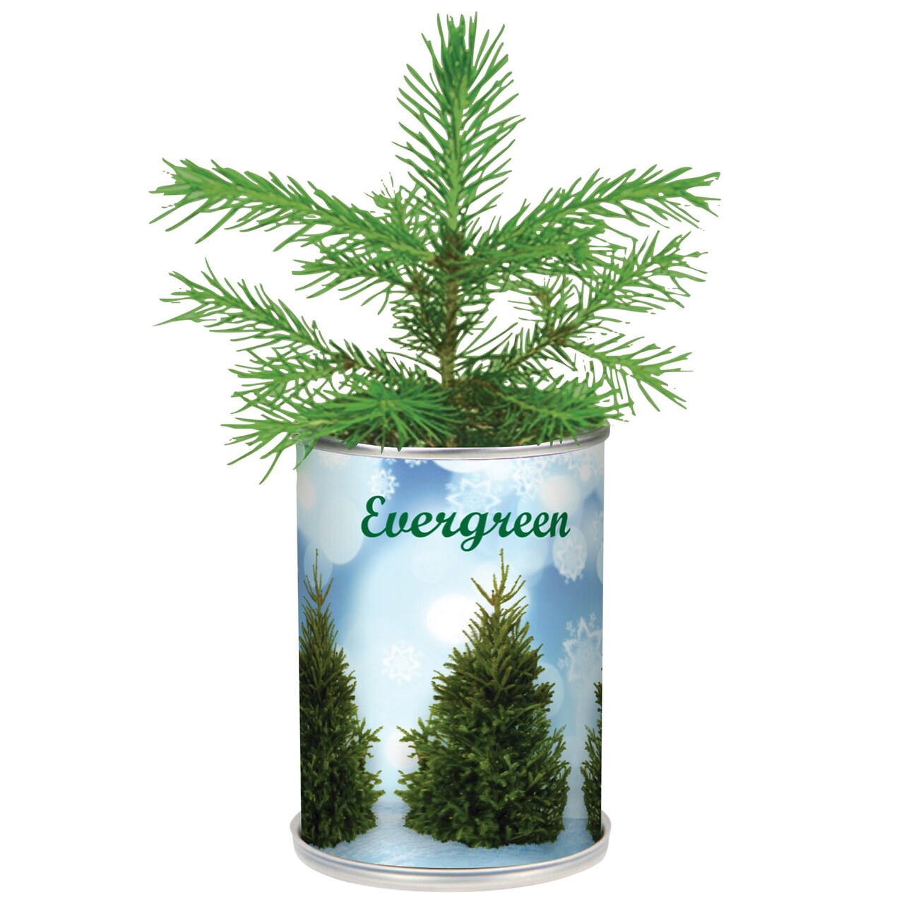 Collections Etc Miniature Real Evergreen Christmas Tree In a Can Plant Starter